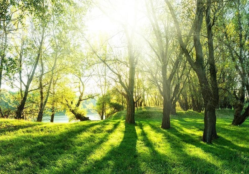 Fotomurale Sunny May Day in Carta da parati Collezione Casa - Trebisacce, commercioVirtuoso.it