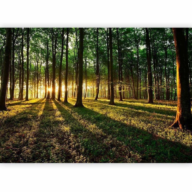 Fotomurale Mystical Morning in Carta da parati Collezione Casa - Trebisacce, commercioVirtuoso.it