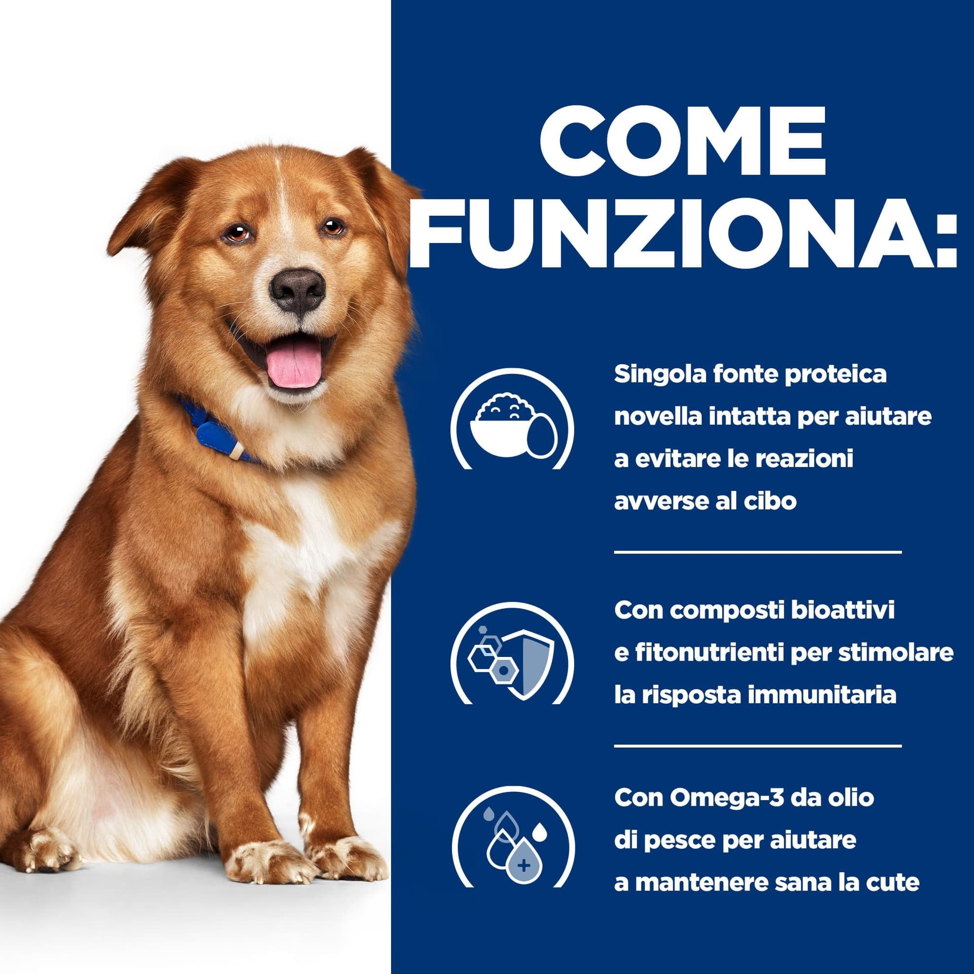 Hill's Prescription Diet Derm Complete secco Cani Adulti in Secco 101 Market - Poggibonsi, commercioVirtuoso.it