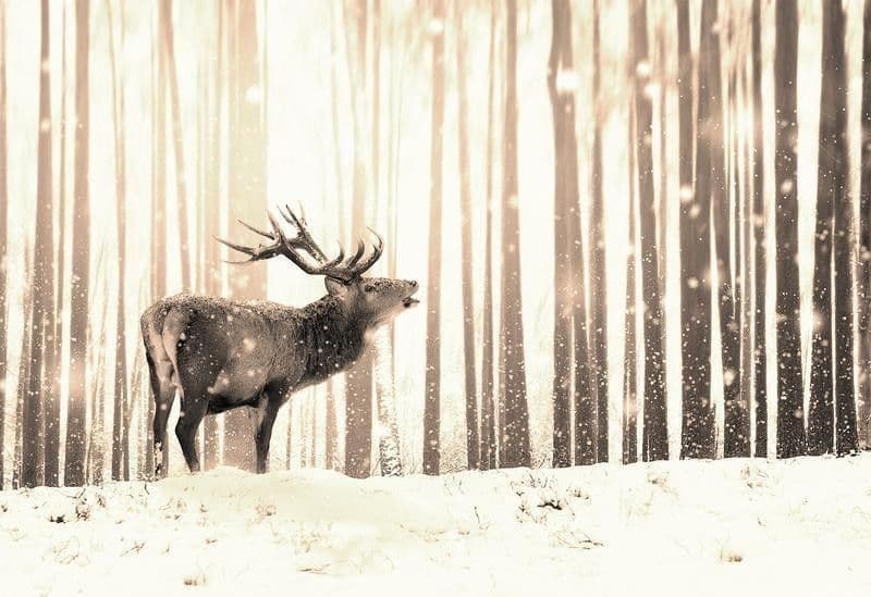 Fotomurale adesivo Deer in the Snow (Sepia) in Carta da parati Collezione Casa - Trebisacce, commercioVirtuoso.it