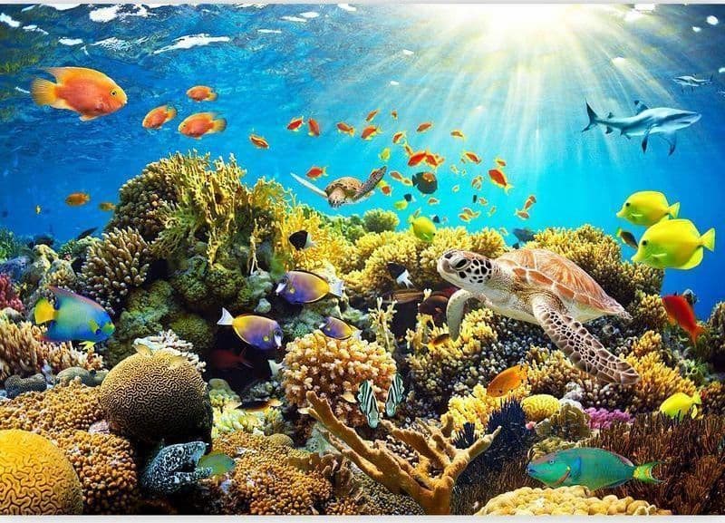 Fotomurale Terreni sott'acqua in Carta da parati Collezione Casa - Trebisacce, commercioVirtuoso.it