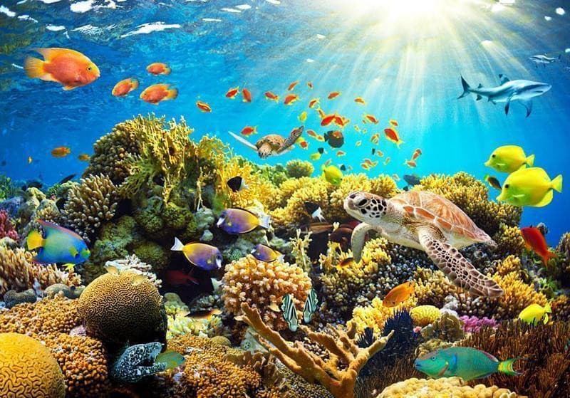 Fotomurale Terreni sott'acqua in Carta da parati Collezione Casa - Trebisacce, commercioVirtuoso.it
