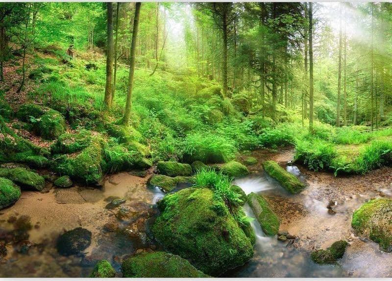 Fotomurale Humid Forest in Carta da parati Collezione Casa - Trebisacce, commercioVirtuoso.it
