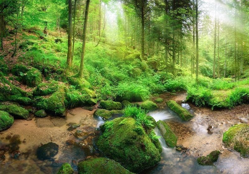 Fotomurale Humid Forest in Carta da parati Collezione Casa - Trebisacce, commercioVirtuoso.it