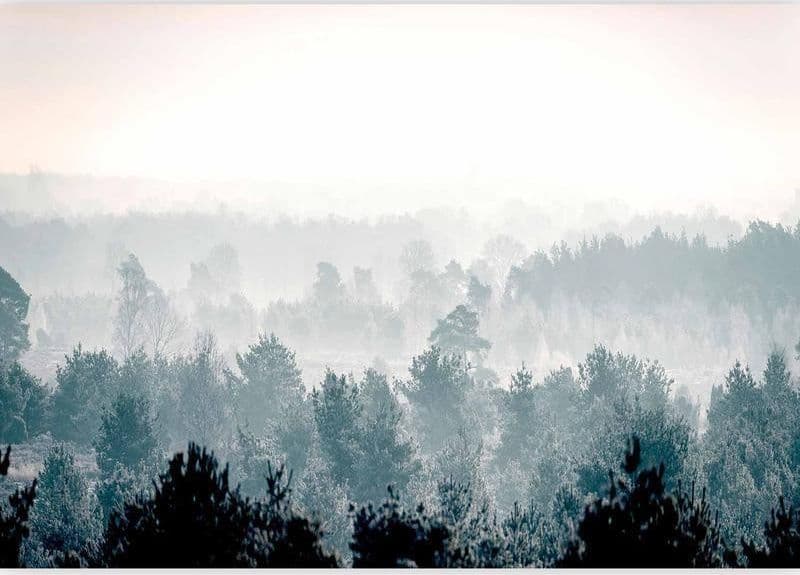 Fotomurale foresta invernale in Carta da parati Collezione Casa - Trebisacce, commercioVirtuoso.it