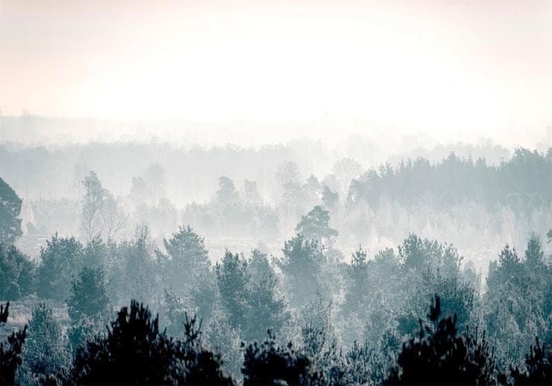 Fotomurale foresta invernale in Carta da parati Collezione Casa - Trebisacce, commercioVirtuoso.it