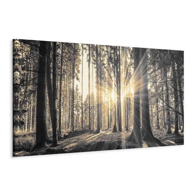 Quadro Il sole del bosco in Poster e stampe Collezione Casa - Trebisacce, commercioVirtuoso.it