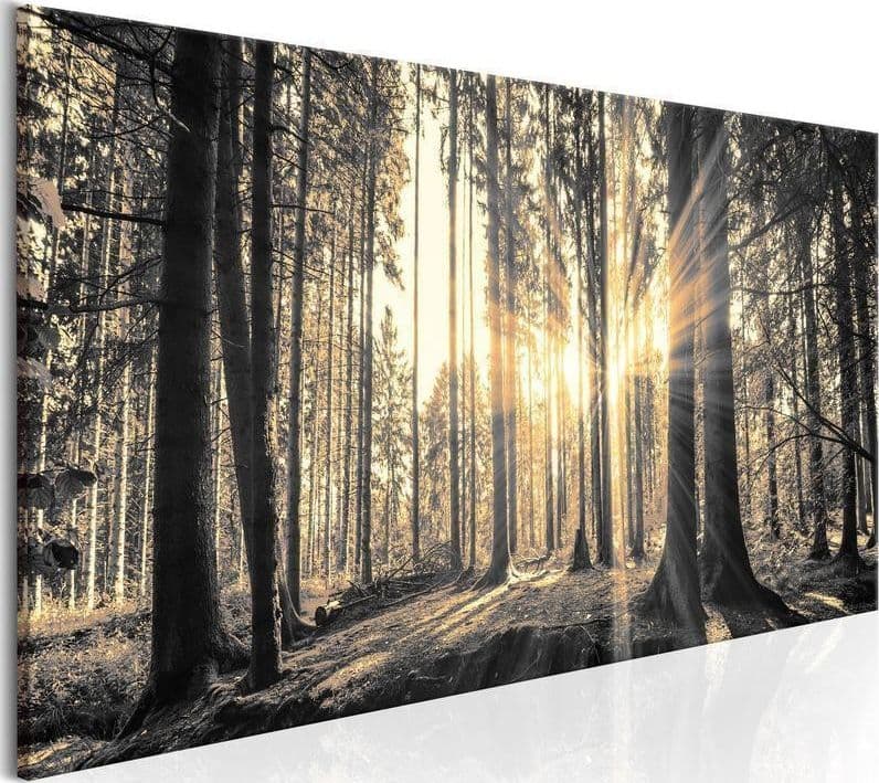 Quadro Il sole del bosco in Poster e stampe Collezione Casa - Trebisacce, commercioVirtuoso.it