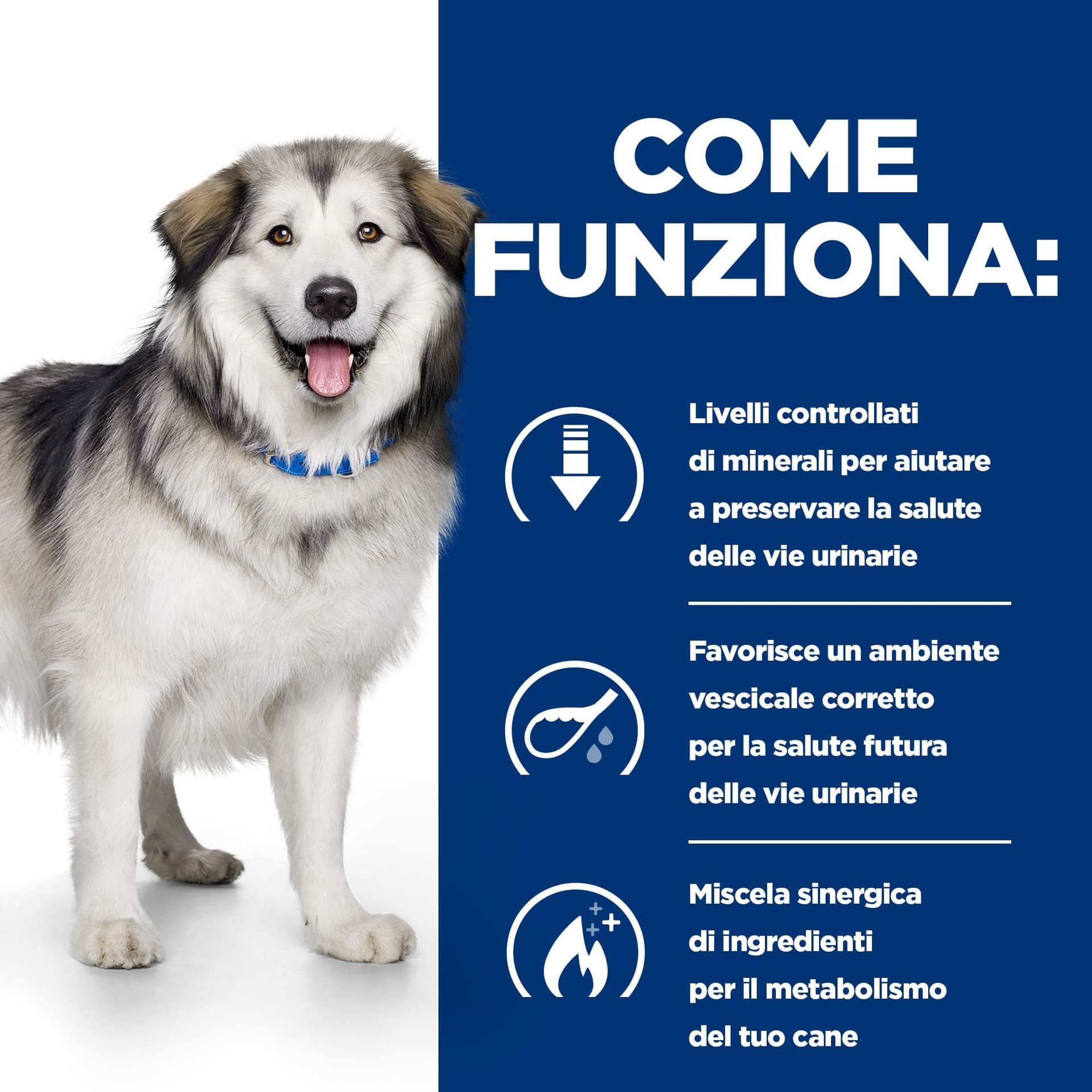 Hill's Prescription Diet Urinary+Metabolic secco Cani Adulti in Secco 101 Market - Poggibonsi, commercioVirtuoso.it