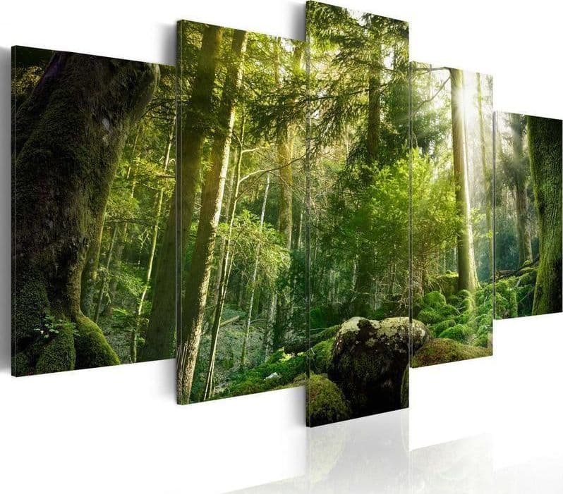 Quadro Fascino della foresta