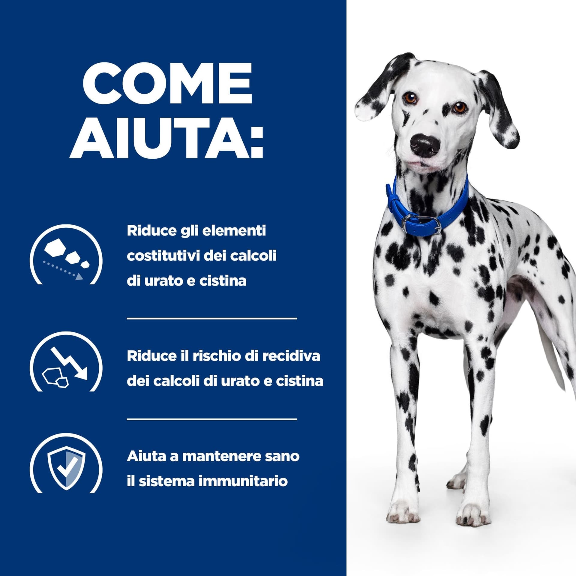 Hill's Prescription Diet Urinary Care u/d secco Cani Adulti in Secco 101 Market - Poggibonsi, commercioVirtuoso.it