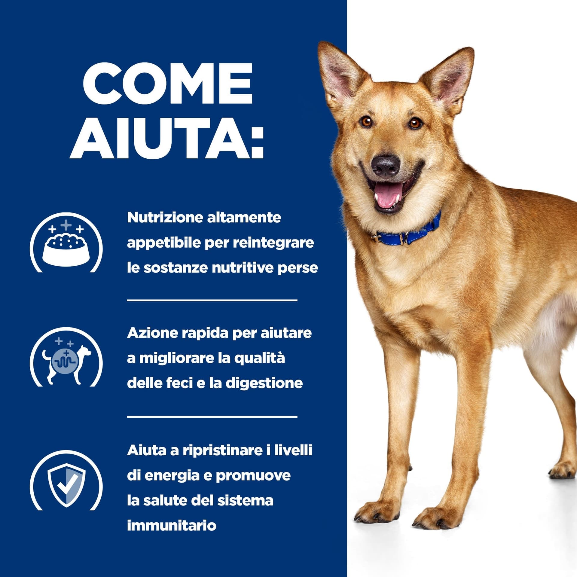 Hill's Prescription Diet Digestive Care secco Cani Adulti pollo in Secco 101 Market - Poggibonsi, commercioVirtuoso.it