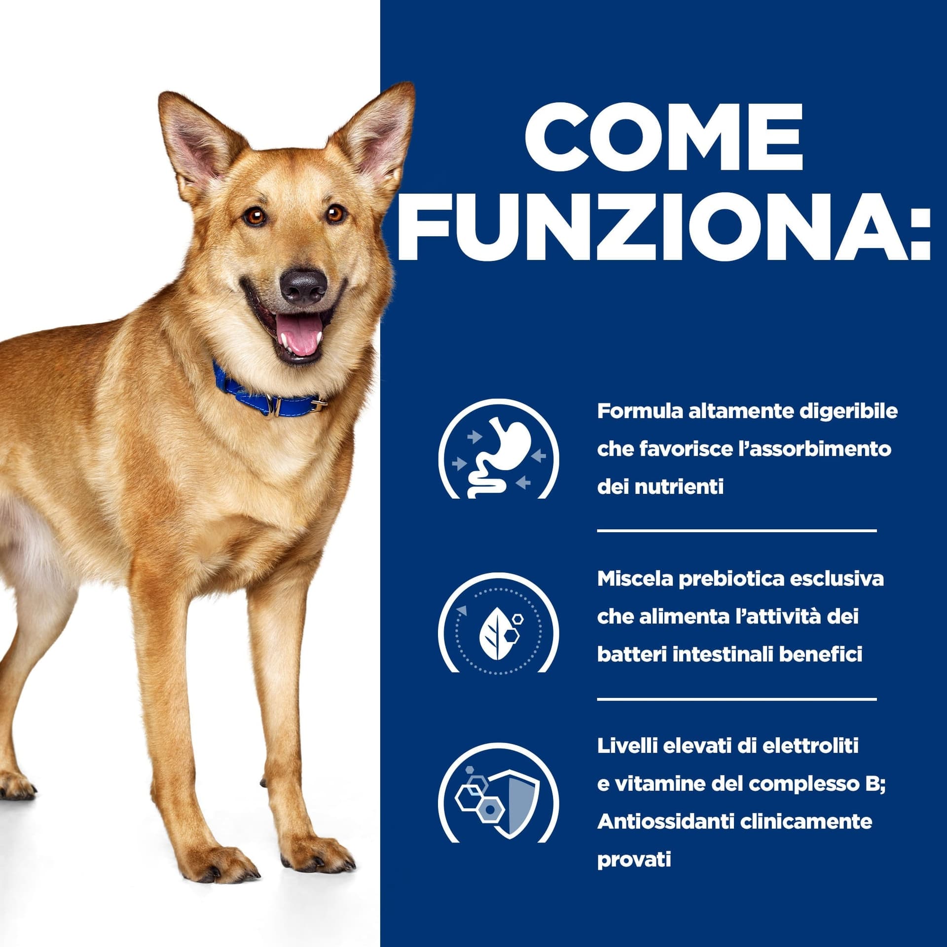 Hill's Prescription Diet Digestive Care secco Cani Adulti pollo in Secco 101 Market - Poggibonsi, commercioVirtuoso.it