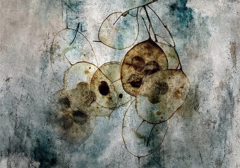 Carta da parati - Nature and Lunaria in Carta da parati Collezione Casa - Trebisacce, commercioVirtuoso.it