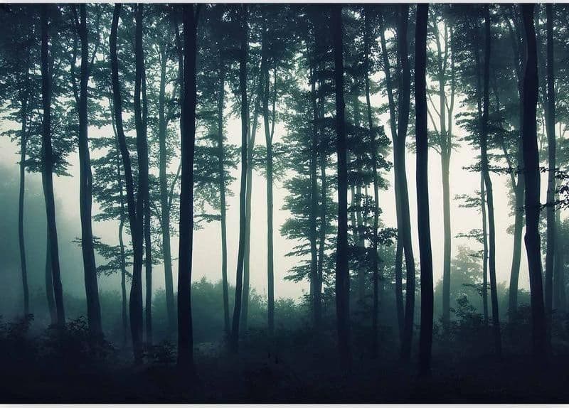 Carta da parati - Dark Forest in Carta da parati Collezione Casa - Trebisacce, commercioVirtuoso.it