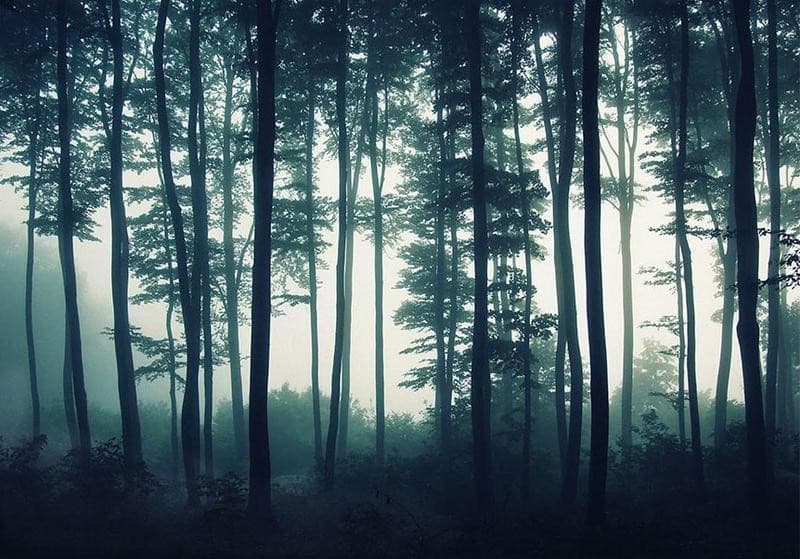 Carta da parati - Dark Forest in Carta da parati Collezione Casa - Trebisacce, commercioVirtuoso.it
