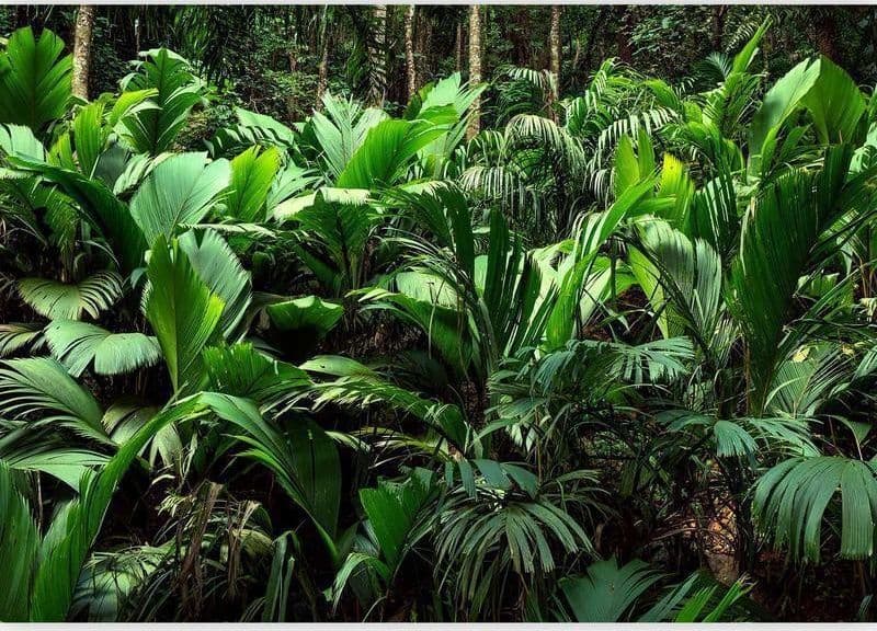 Carta da parati - Freshness of the Jungle in Carta da parati Collezione Casa - Trebisacce, commercioVirtuoso.it