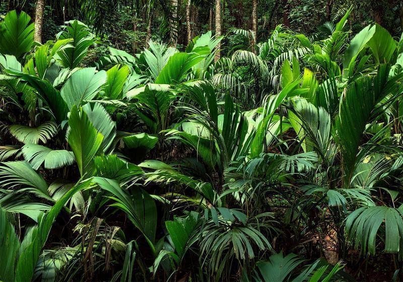 Carta da parati - Freshness of the Jungle in Carta da parati Collezione Casa - Trebisacce, commercioVirtuoso.it