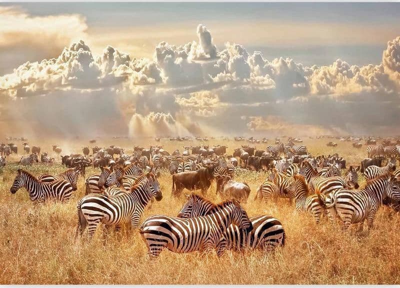 Carta da parati - Zebra Land in Carta da parati Collezione Casa - Trebisacce, commercioVirtuoso.it
