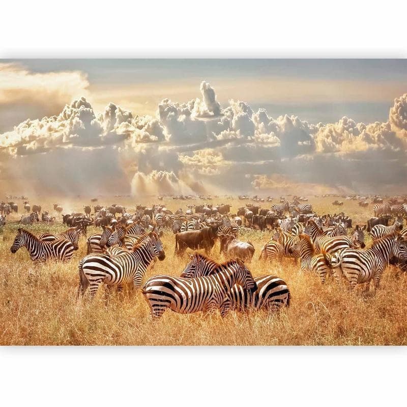 Carta da parati - Zebra Land in Carta da parati Collezione Casa - Trebisacce, commercioVirtuoso.it