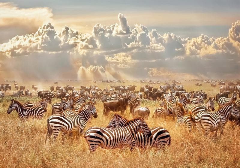 Carta da parati - Zebra Land in Carta da parati Collezione Casa - Trebisacce, commercioVirtuoso.it