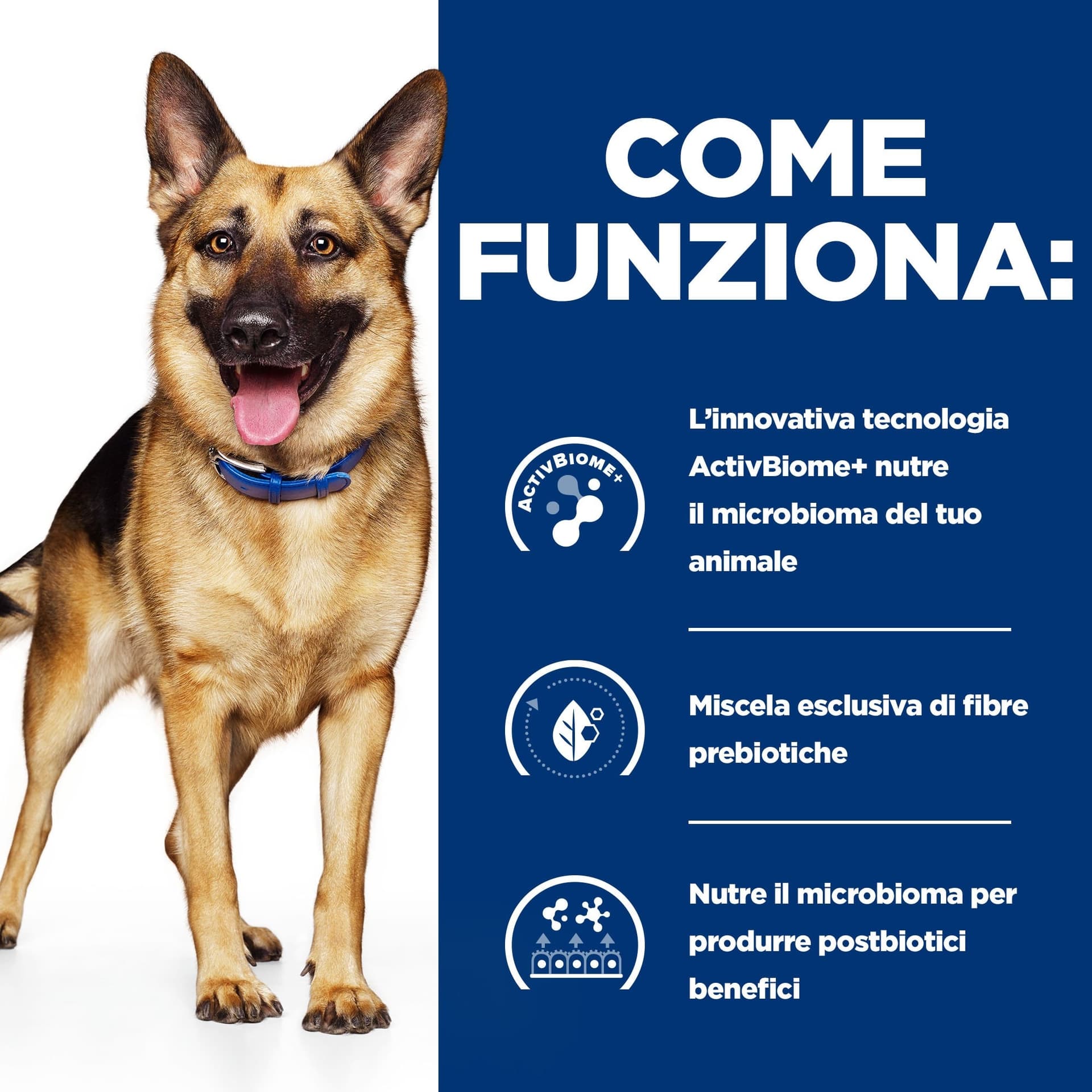 Hill's Prescription Diet Gastrointestinal Biome secco Cani Adulti pollo in Secco 101 Market - Poggibonsi, commercioVirtuoso.it