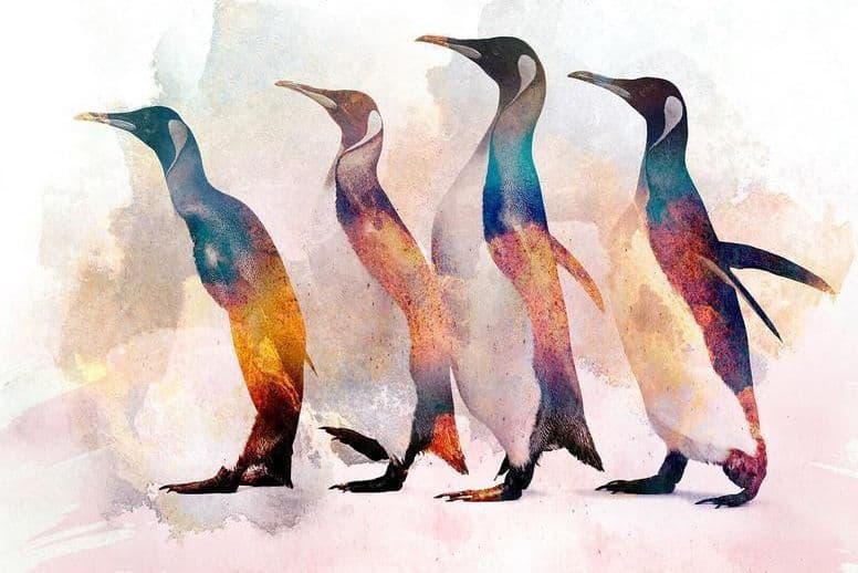 Carta da parati - Penguin Wandering in Carta da parati Collezione Casa - Trebisacce, commercioVirtuoso.it