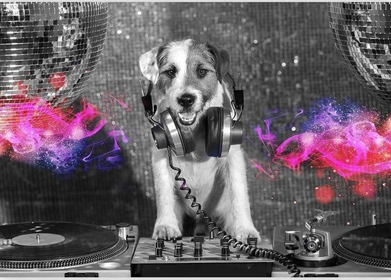 Carta da parati - DJ Dog in Carta da parati Collezione Casa - Trebisacce, commercioVirtuoso.it