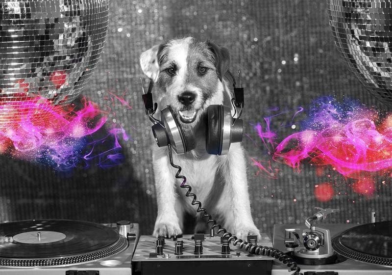 Carta da parati - DJ Dog in Carta da parati Collezione Casa - Trebisacce, commercioVirtuoso.it