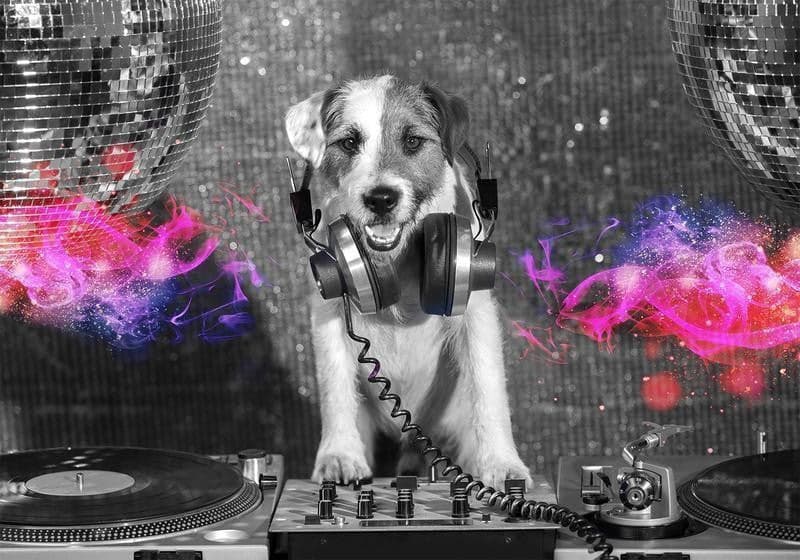 Carta da parati - DJ Dog in Carta da parati Collezione Casa - Trebisacce, commercioVirtuoso.it