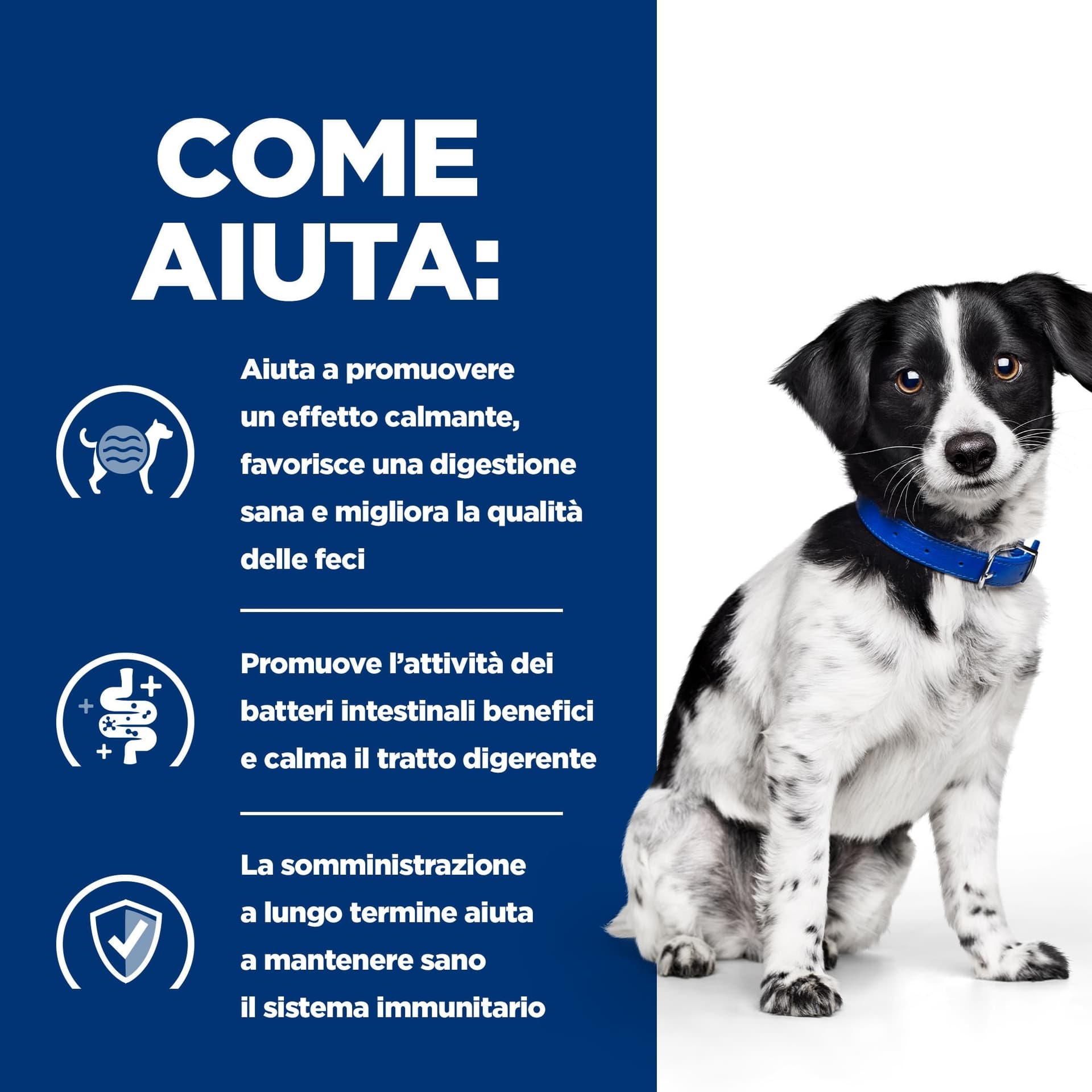 Hill's Prescription Diet Digestive Care Stress secco Cani Adulti Mini pollo in Secco 101 Market - Poggibonsi, commercioVirtuoso.it