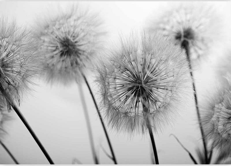 Carta da parati - Time for Dandelions - Second Variant in Carta da parati Collezione Casa - Trebisacce, commercioVirtuoso.it