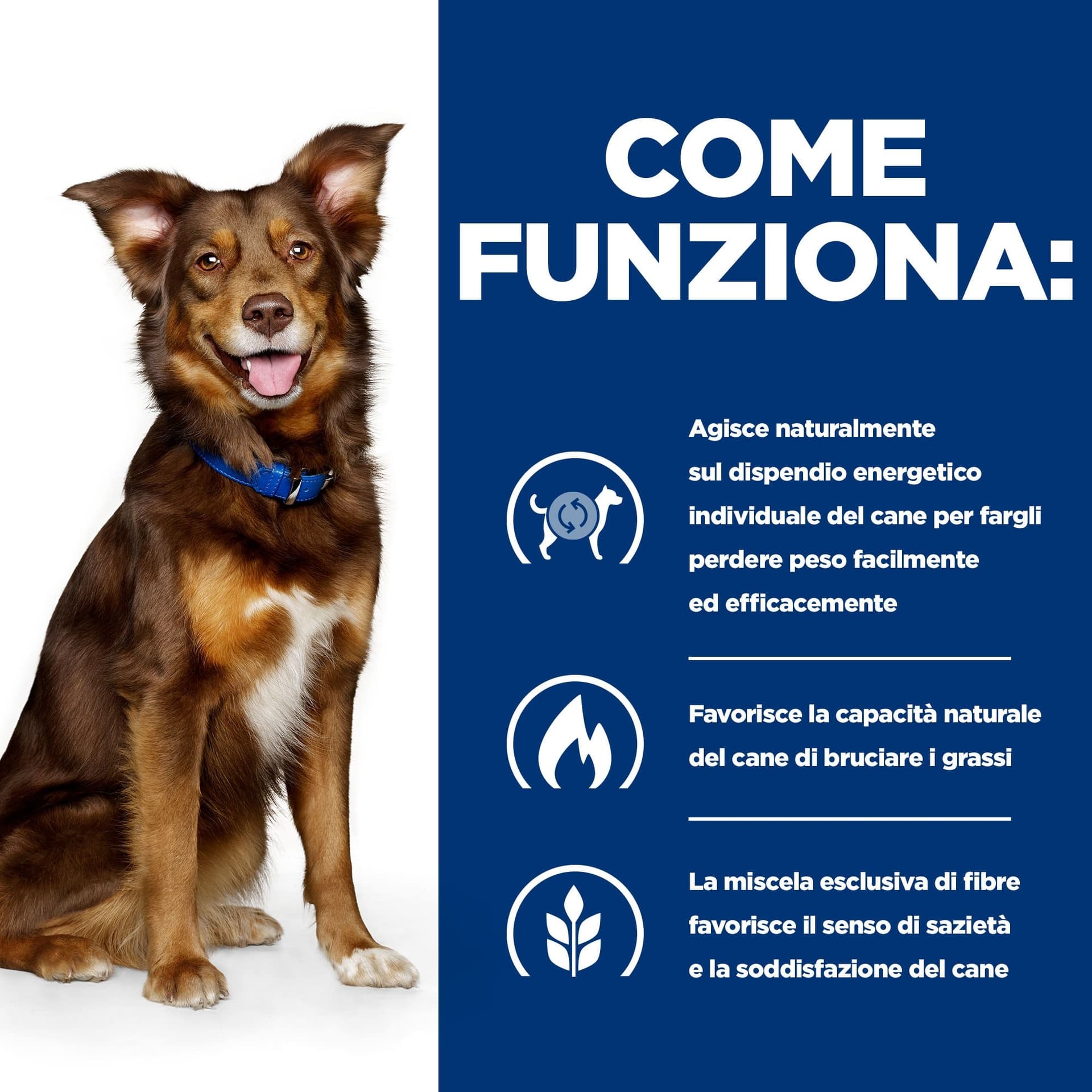 Hill's Prescription Diet Metabolic secco Cani Adulti agnello in Secco 101 Market - Poggibonsi, commercioVirtuoso.it