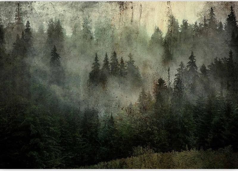 Carta da parati - Misty Beauty of the Forest in Carta da parati Collezione Casa - Trebisacce, commercioVirtuoso.it