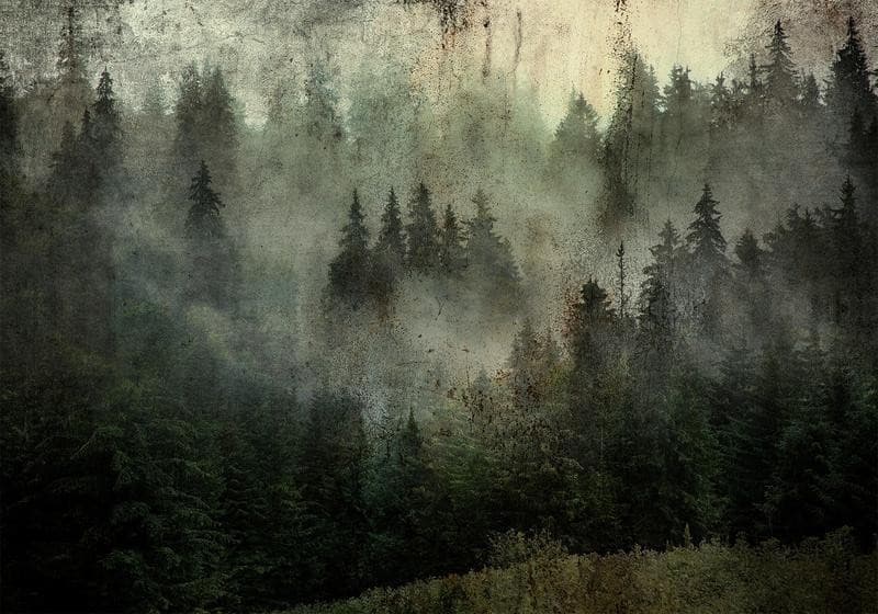 Carta da parati - Misty Beauty of the Forest in Carta da parati Collezione Casa - Trebisacce, commercioVirtuoso.it