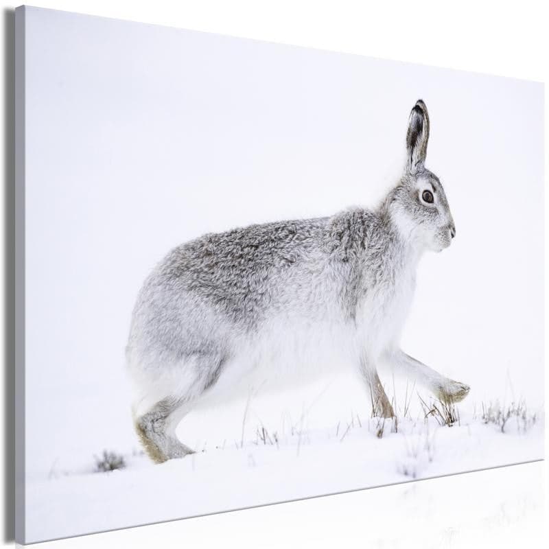 Quadro - Hare (1 Part) Wide in Dipinti Collezione Casa - Trebisacce, commercioVirtuoso.it