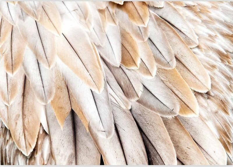 Carta da parati - Close-up of birds wings - uniform close-up on beige bird feathers in Carta da parati Collezione Casa - Trebisacce, commercioVirtuoso.it