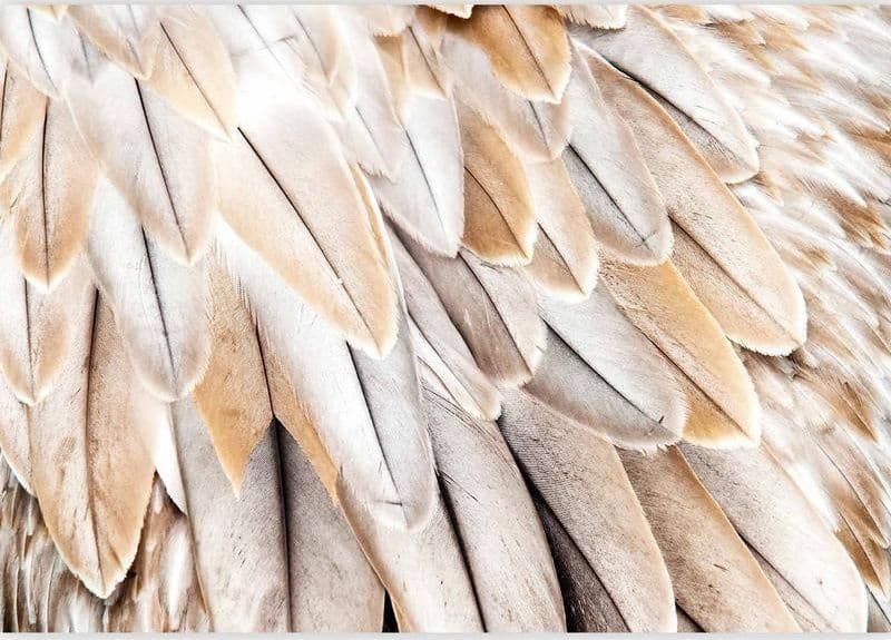 Carta da parati - Close-up of birds wings - uniform close-up on beige bird feathers in Carta da parati Collezione Casa - Trebisacce, commercioVirtuoso.it