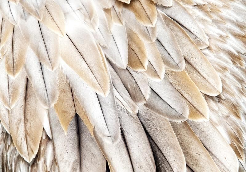 Carta da parati - Close-up of birds wings - uniform close-up on beige bird feathers in Carta da parati Collezione Casa - Trebisacce, commercioVirtuoso.it