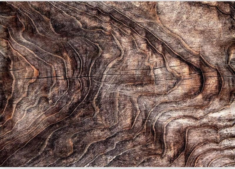 Carta da parati - Signs of the times - an abstract background with the wrinkled bark of an old tree in Carta da parati Collezione Casa - Trebisacce, commercioVirtuoso.it