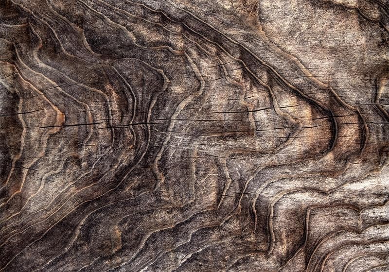 Carta da parati - Signs of the times - an abstract background with the wrinkled bark of an old tree in Carta da parati Collezione Casa - Trebisacce, commercioVirtuoso.it