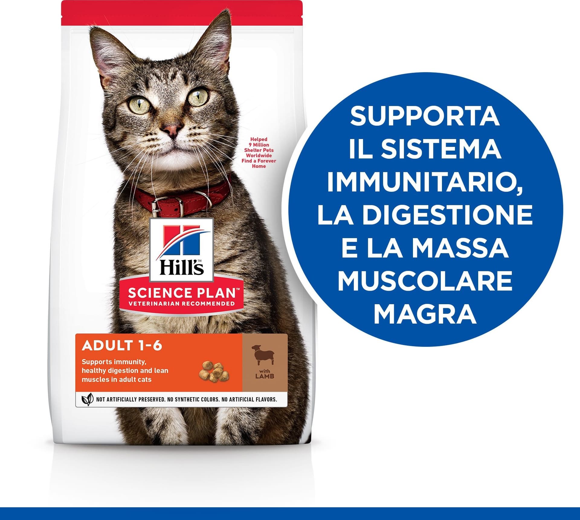 Hill's Mantenimento secco Gatti Adulti agnello in Secco 101 Market - Poggibonsi, commercioVirtuoso.it