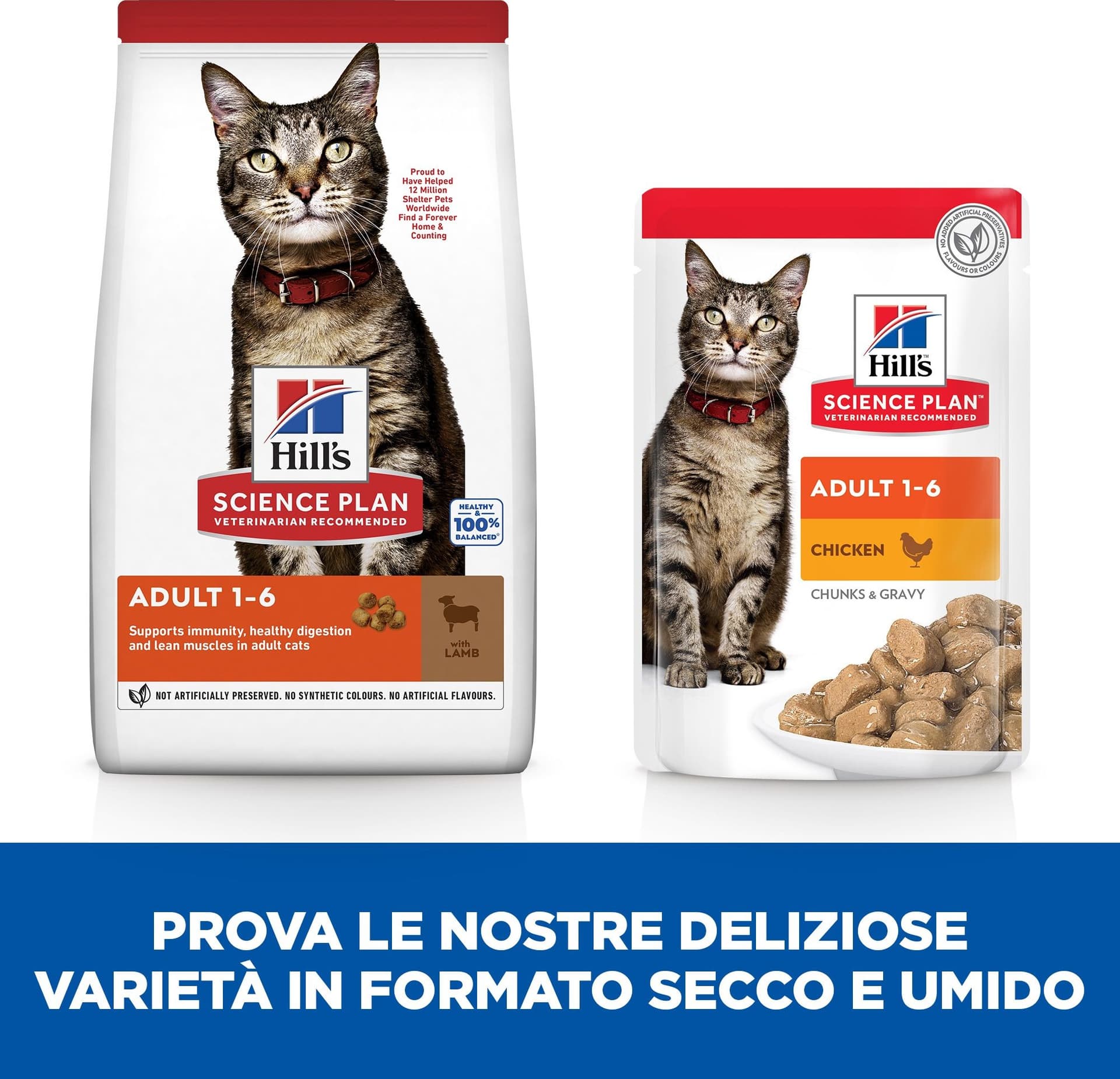 Hill's Mantenimento secco Gatti Adulti agnello in Secco 101 Market - Poggibonsi, commercioVirtuoso.it