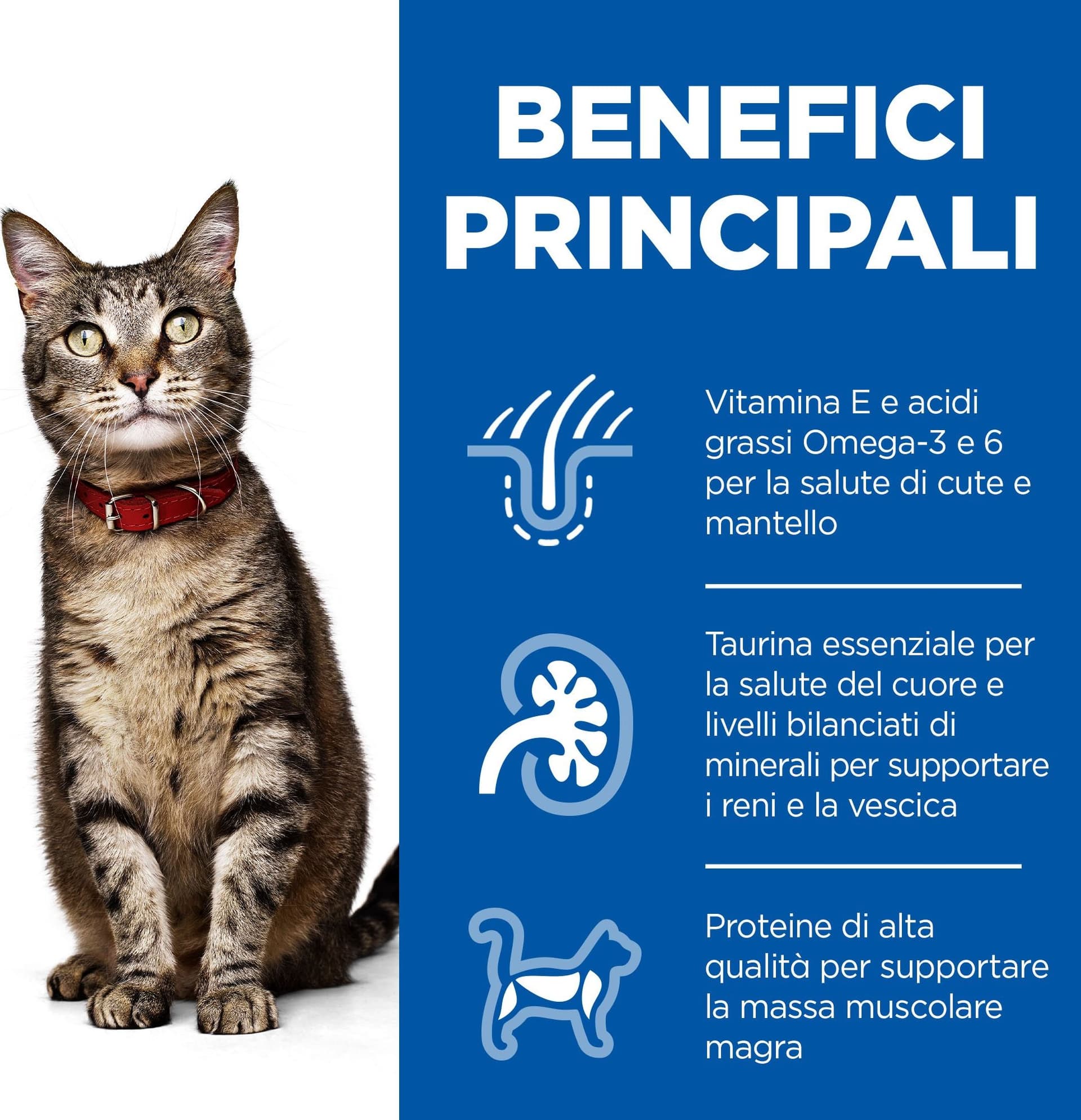 Hill's Mantenimento secco Gatti Adulti agnello in Secco 101 Market - Poggibonsi, commercioVirtuoso.it