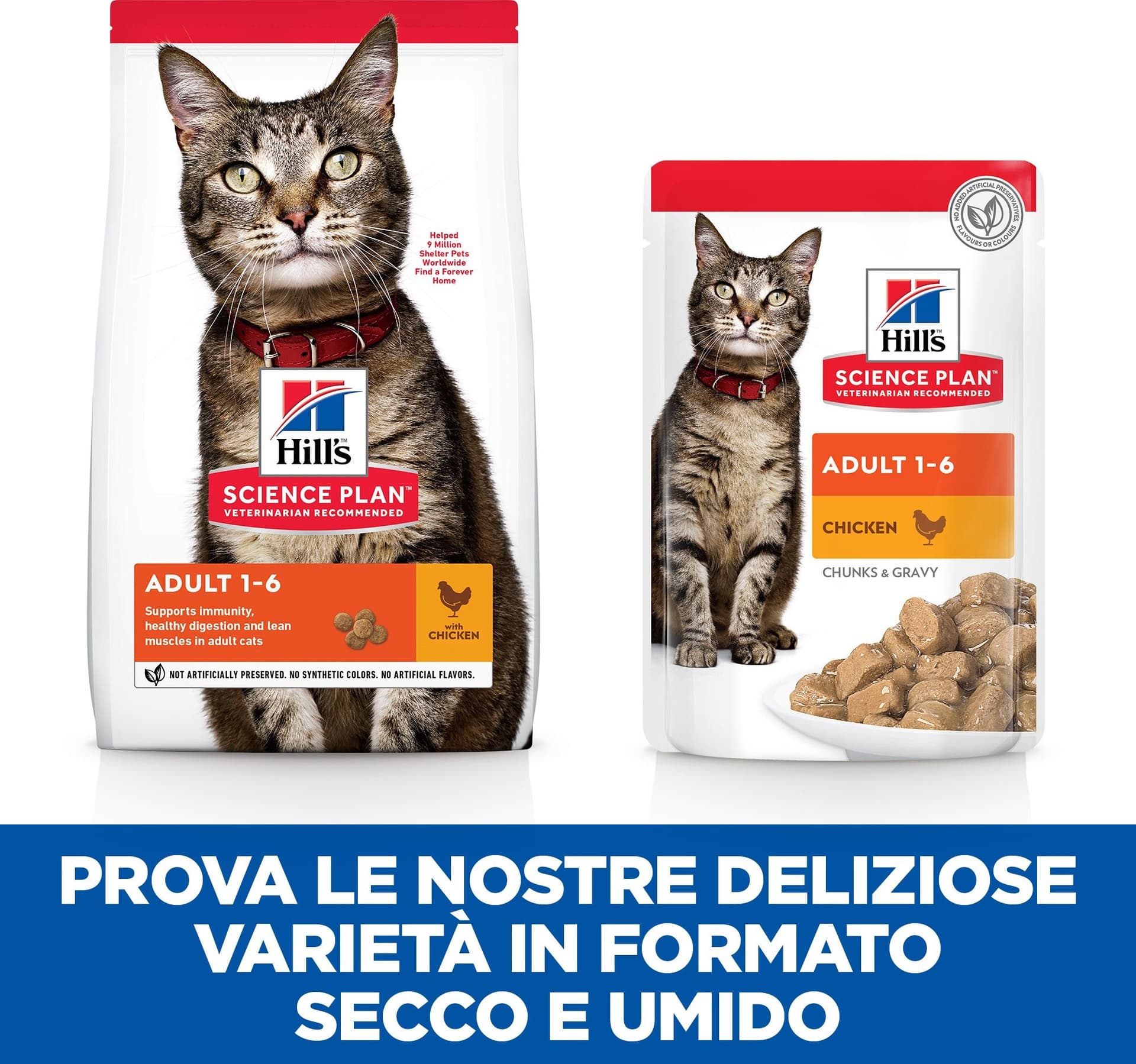 Hill's Mantenimento secco Gatti Adulti pollo in Secco 101 Market - Poggibonsi, commercioVirtuoso.it