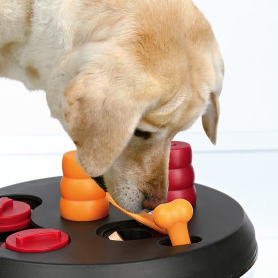 Dog Activity Flipper in Giochi interattivi 101 Market - Poggibonsi, commercioVirtuoso.it