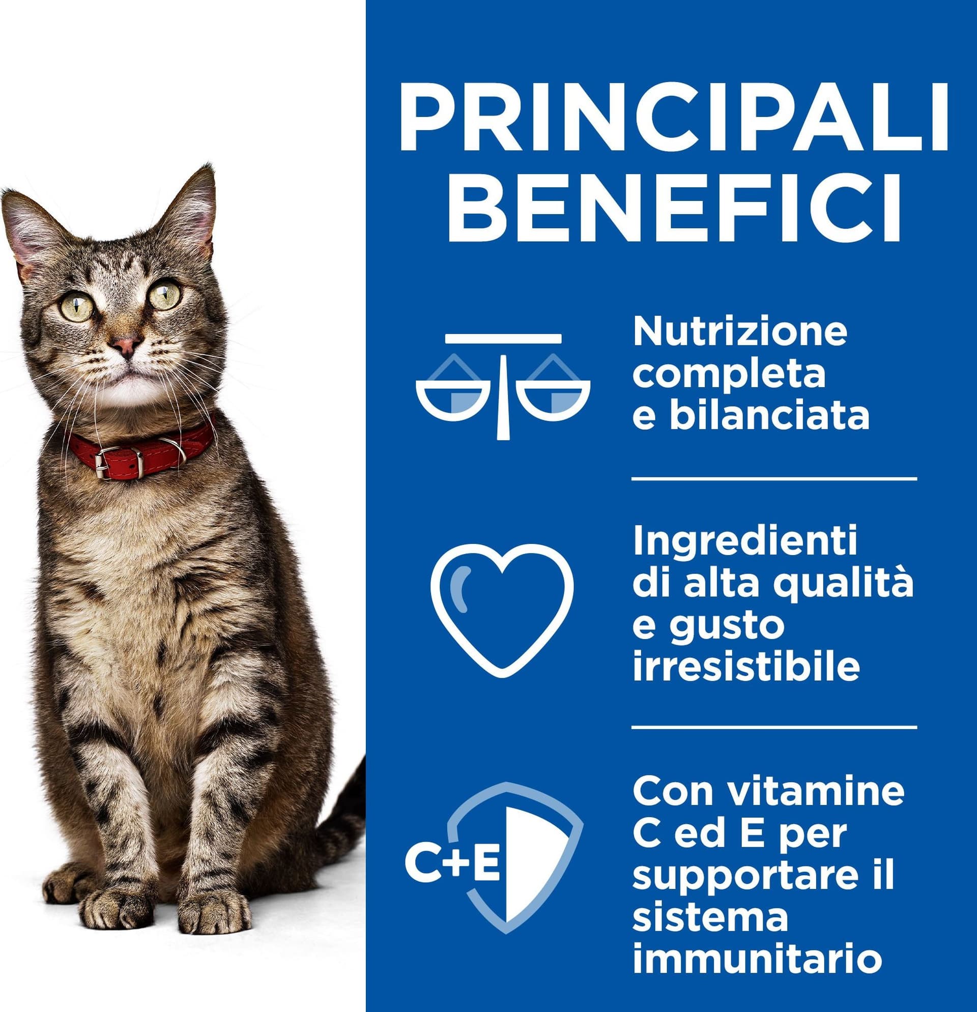 Hill's Healthy Cuisine spezzatino Gatti Adulti pollo e verdure 80 gr in Secco 101 Market - Poggibonsi, commercioVirtuoso.it