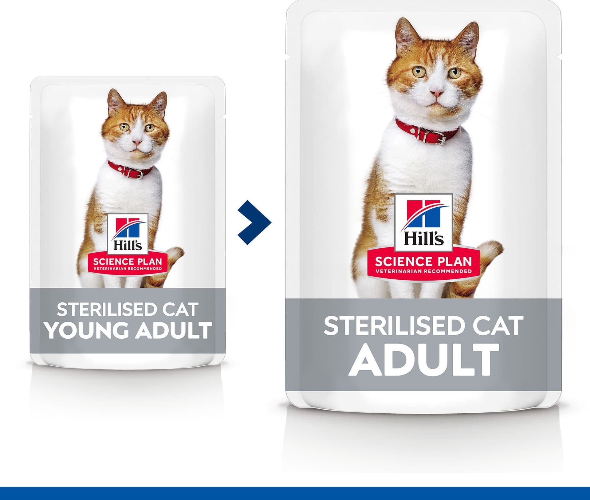 Hill's Sterilised umido Gatti Adulti trota 85 gr in Secco 101 Market - Poggibonsi, commercioVirtuoso.it