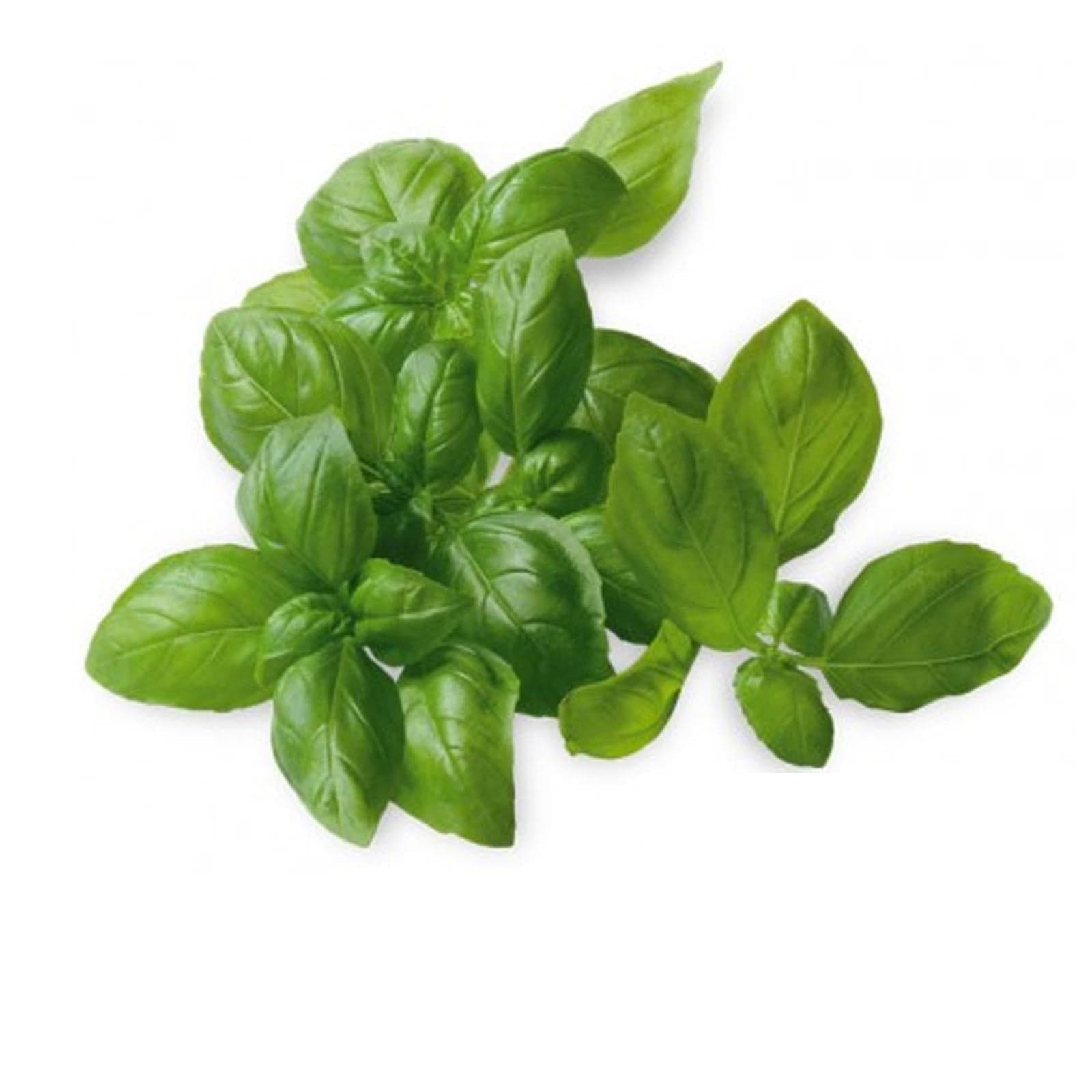 Semi di basilico italiano classico per pesto con foglie profumate per orto e giardino in Erbe aromatiche La Zappa - Altamura, commercioVirtuoso.it