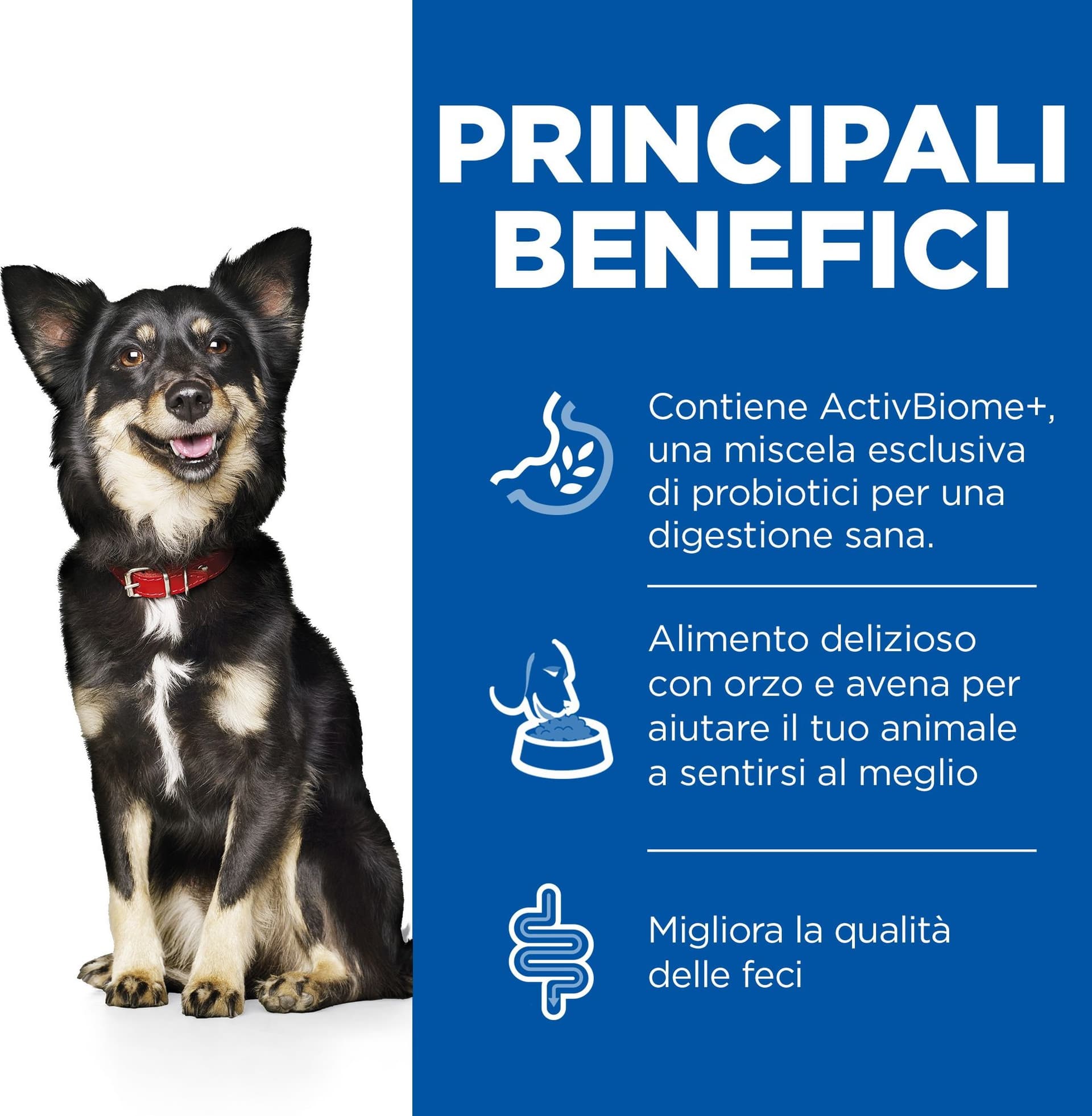 Hill's Perfect Digestion secco Cani Adulti Mini pollo 1,5 kg in Secco 101 Market - Poggibonsi, commercioVirtuoso.it